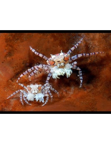 Boxer Crab (Lybia Tessellata)