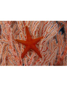 Orange Starfish   (Fromia...