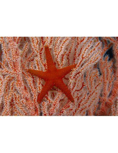 Orange Starfish   (Fromia Indica)