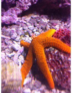 Orange Starfish   (Fromia... 2