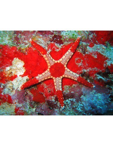 Red Pacific Sea Star (Fromia Monilis)