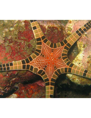 Double Starfish (Iconaster Longimanus)
