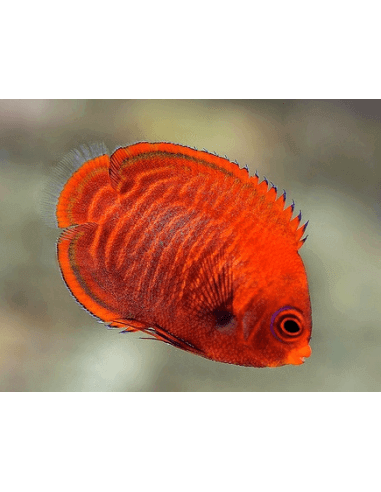 Golden Angel fish (Centropyge aurantius)