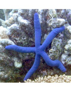 Blue Starfish (Linckia...