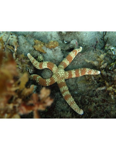 Speckled Starfish (Nardoa Turberculata)