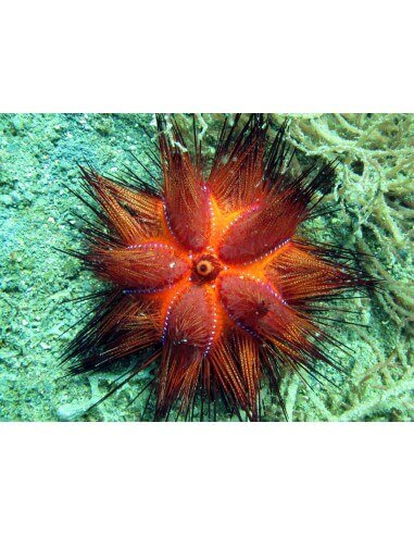 Radiant Colored Sea Urchin (Astropyga...