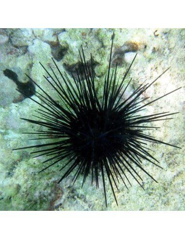 Long Spined Black Sea Urchin (Diadema...