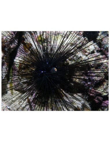 Long Spine Urchin (Diadema Setosum)