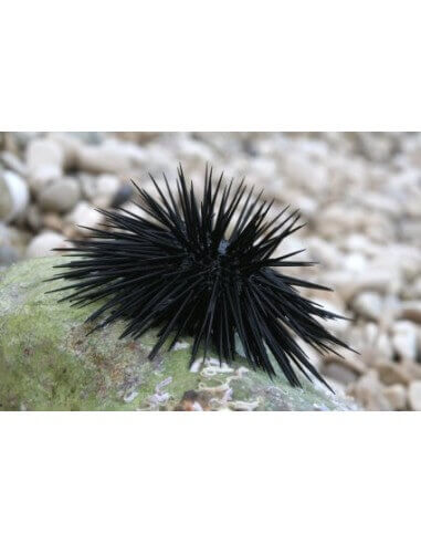 Short Spined Black Sea Urchin...