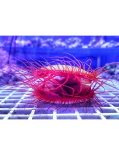 Flame Scallop (Lima Scabra) 2