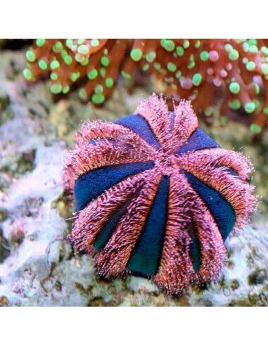 Globe Urchin (Mespulilia Globus)