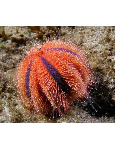 Globe Urchin Rojos (Mespilia Globulus)