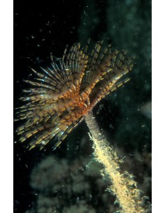 Colored, Featherduster...