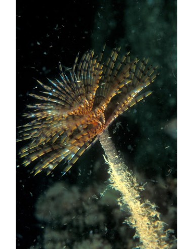 Colored, Featherduster (Sabella Pavonia)