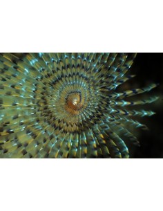 Colored, Featherduster... 2