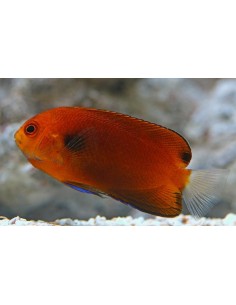 Fisheri Angel fish...