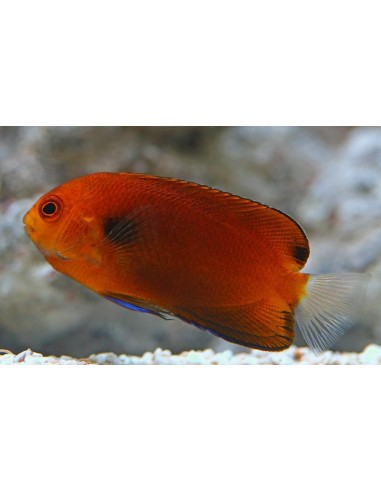 Fisheri Angel fish (Centropyge fisheri)