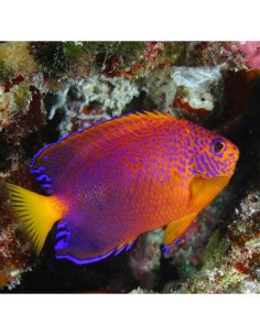 Fisheri Angel fish... 2