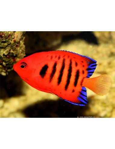 Flame Angel fish (Centropyge loriculus)