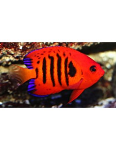 Flame Angel fish... 2
