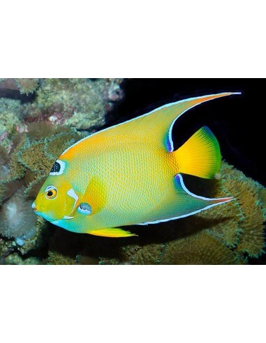 Queen Angel (Holacanthus ciliaris)