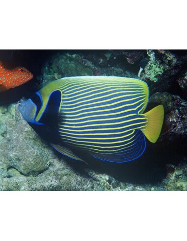 Emperor Angel (Pomacanthus imperator)...