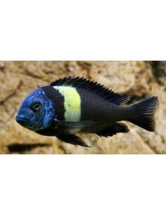 Tropheus de cabeza azul...