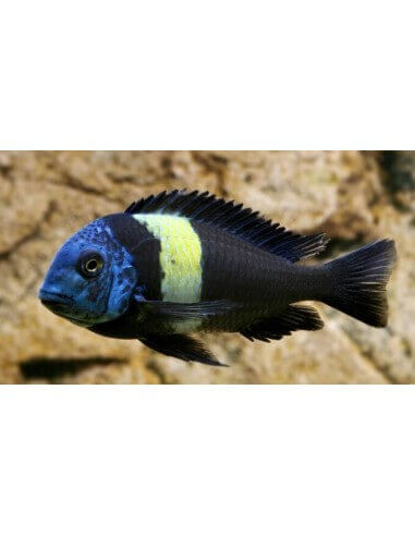 Tropheus de cabeza azul  (Tropheus...