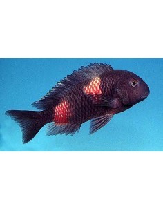 Tropheus Double Banded...