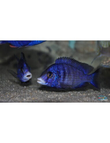 Tanzania White Lips (Placidochromis...