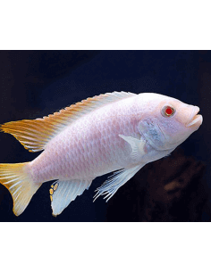 Gnathochromis permaxillaris...