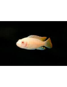 Gnathochromis permaxillaris... 2