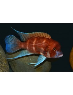 Frontosa Red (Cyphotilapia...