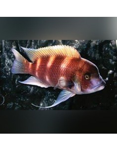 Frontosa Red (Cyphotilapia... 2