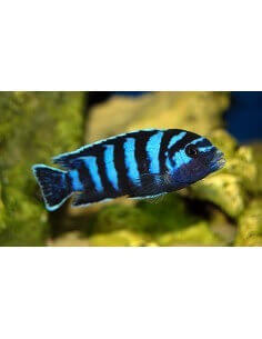 Demasoni (Chindongo Demasoni)