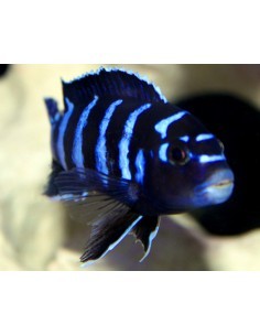 Demasoni (Chindongo Demasoni) 2