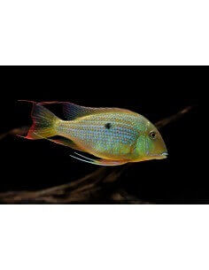 Geophagus Cheek-Stripe...