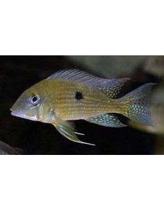 Geophagus Cheek-Stripe... 2