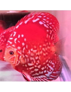 Discus Rafflesia...