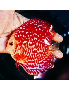 Discus Rafflesia... 2