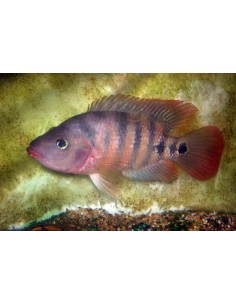 Ciclido Maya (Cichlasoma... 2