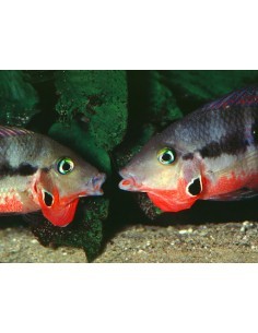 Ciclido Boca De Fuego... 2