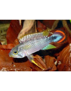 Apistogramma Panduro...