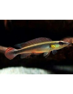 Crenicichla Enana Macho...