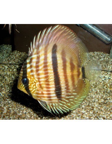 Wild Discus Heckel  (Symphysodon Discus)