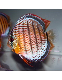 Discus Tefe Royal Green...