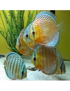 Discus Tefe Royal Green... 2