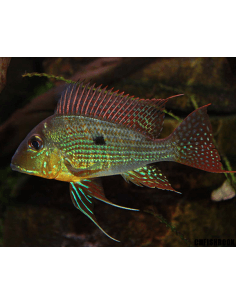 Gephagus Proximus... 2