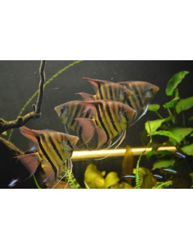 Scalar Demeni (Pterophyllum leopoldi)