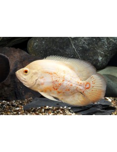 Oscar Tigre Albino... 2